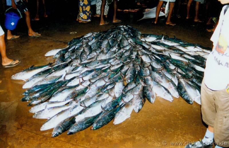Negombo Fischmarkt 3 